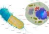 The first complex cells had genes from a complex mix of species the-first-complex-cells-had-genes-from-a-complex-mix-of-species