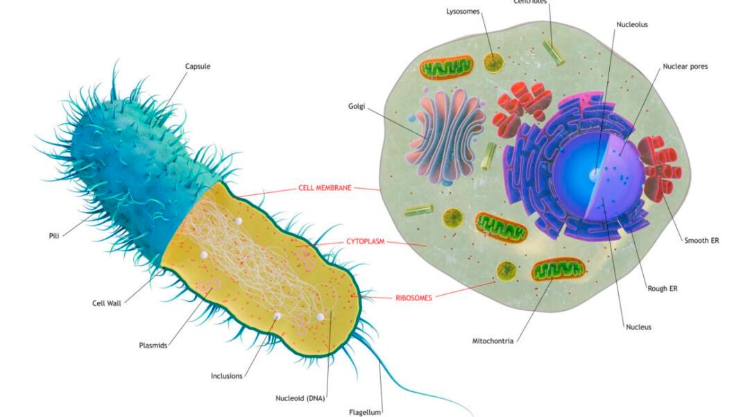 the-first-complex-cells-had-genes-from-a-complex-mix-of-species the-first-complex-cells-had-genes-from-a-complex-mix-of-species