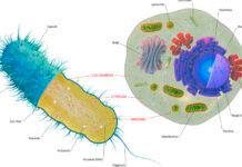 the-first-complex-cells-had-genes-from-a-complex-mix-of-species