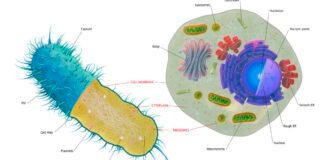 the-first-complex-cells-had-genes-from-a-complex-mix-of-species