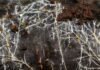 Threads of underground fungal networks are long enough to reach beyond the Solar System threads-of-underground-fungal-networks-are-long-enough-to-reach-beyond-the-solar-system