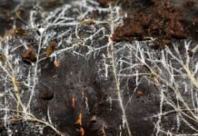 Threads of underground fungal networks are long enough to reach beyond the Solar System threads-of-underground-fungal-networks-are-long-enough-to-reach-beyond-the-solar-system