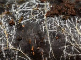 threads-of-underground-fungal-networks-are-long-enough-to-reach-beyond-the-solar-system