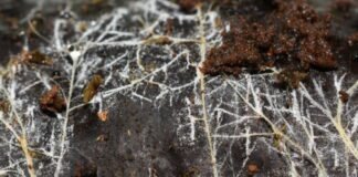 threads-of-underground-fungal-networks-are-long-enough-to-reach-beyond-the-solar-system