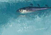This successful Arctic fishing treaty has kept Russia, China, the US and others working together for 5 years – it could be a model for future diplomacy this-successful-arctic-fishing-treaty-has-kept-russia,-china,-the-us-and-others-working-together-for-5-years-–-it-could-be-a-model-for-future-diplomacy