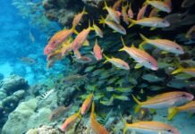 The world agreed to protect 30% of the ocean by 2030 – but marine protection can’t be judged by area alone the-world-agreed-to-protect-30%-of-the-ocean-by-2030-–-but-marine-protection-can’t-be-judged-by-area-alone