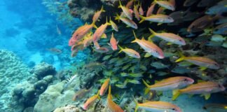 the-world-agreed-to-protect-30%-of-the-ocean-by-2030-–-but-marine-protection-can’t-be-judged-by-area-alone