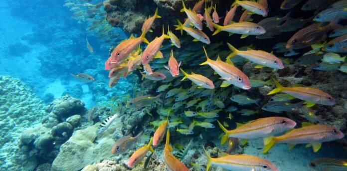 the-world-agreed-to-protect-30%-of-the-ocean-by-2030-–-but-marine-protection-can’t-be-judged-by-area-alone