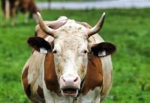 European Parliament backs new rules to strengthen farmers’ contracts and incomes european-parliament-backs-new-rules-to-strengthen-farmers’-contracts-and-incomes