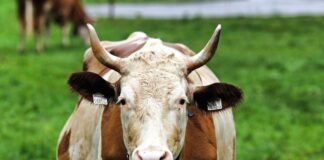 european-parliament-backs-new-rules-to-strengthen-farmers’-contracts-and-incomes