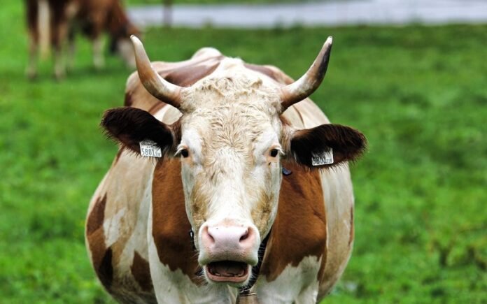 european-parliament-backs-new-rules-to-strengthen-farmers’-contracts-and-incomes
