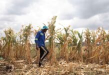 The ‘super El Niño’ is here. What happens next could upend food systems worldwide. the-‘super-el-nino’-is-here-what-happens-next-could-upend-food-systems-worldwide.