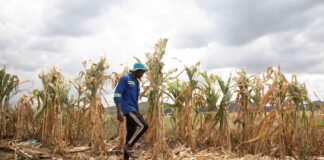 the-‘super-el-nino’-is-here-what-happens-next-could-upend-food-systems-worldwide.