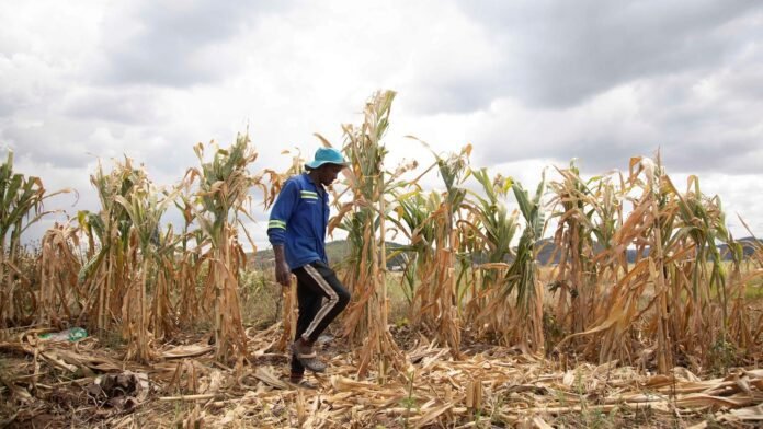 the-‘super-el-nino’-is-here-what-happens-next-could-upend-food-systems-worldwide. the-‘super-el-nino’-is-here-what-happens-next-could-upend-food-systems-worldwide.