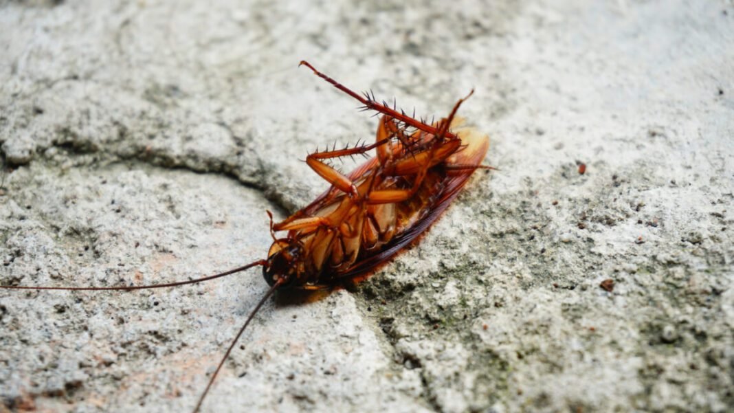 cockroaches-scurry-around-with-thousands-of-pieces-of-bacterial-genomes