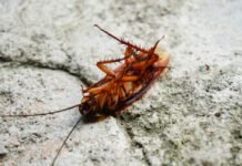 Cockroaches scurry around with thousands of pieces of bacterial genomes cockroaches-scurry-around-with-thousands-of-pieces-of-bacterial-genomes