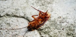 cockroaches-scurry-around-with-thousands-of-pieces-of-bacterial-genomes
