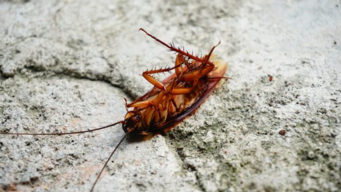 cockroaches-scurry-around-with-thousands-of-pieces-of-bacterial-genomes cockroaches-scurry-around-with-thousands-of-pieces-of-bacterial-genomes