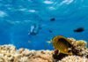As global warming threatens corals, scientists search for reefs that can take the heat as-global-warming-threatens-corals,-scientists-search-for-reefs-that-can-take-the-heat