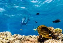 As global warming threatens corals, scientists search for reefs that can take the heat as-global-warming-threatens-corals,-scientists-search-for-reefs-that-can-take-the-heat