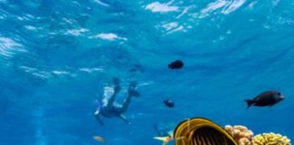 as-global-warming-threatens-corals,-scientists-search-for-reefs-that-can-take-the-heat