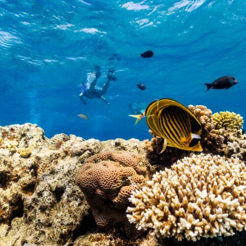 as-global-warming-threatens-corals,-scientists-search-for-reefs-that-can-take-the-heat