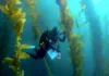 efforts-to-save-kelp-forests-from-ocean-warming-are-ramping-up