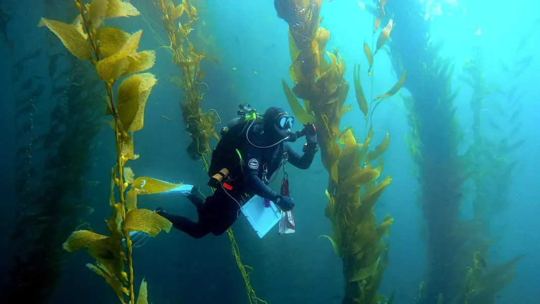 efforts-to-save-kelp-forests-from-ocean-warming-are-ramping-up efforts-to-save-kelp-forests-from-ocean-warming-are-ramping-up