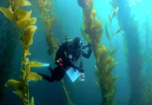 Efforts to save kelp forests from ocean warming are ramping up efforts-to-save-kelp-forests-from-ocean-warming-are-ramping-up