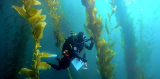 efforts-to-save-kelp-forests-from-ocean-warming-are-ramping-up