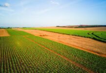 Everyone pays the price as patent holders on seeds stifle innovation everyone-pays-the-price-as-patent-holders-on-seeds-stifle-innovation
