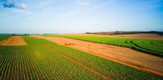 everyone-pays-the-price-as-patent-holders-on-seeds-stifle-innovation