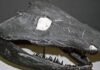 Early land animals skipped the tadpole phase early-land-animals-skipped-the-tadpole-phase
