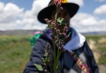 indigenous-cultural-practices-are-a-climate-solution,-report-finds