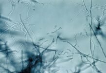 antibiotic-“megacluster”-discovery-provides-new-strategy-to-fight-superbugs