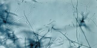 antibiotic-“megacluster”-discovery-provides-new-strategy-to-fight-superbugs