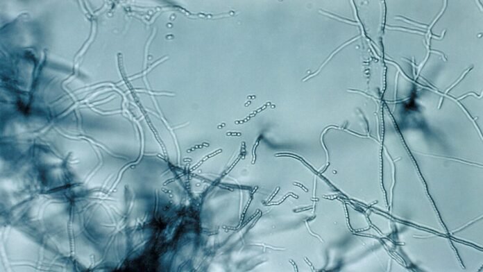 antibiotic-“megacluster”-discovery-provides-new-strategy-to-fight-superbugs