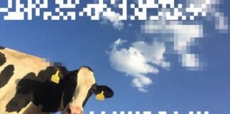 cow-manure-could-be-the-next-data-center-fuel