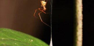 june-research-roundup:-6-cool-science-stories-we-almost-missed