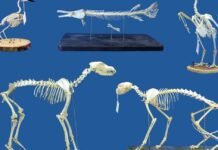 Superworms could replace beetles for cleaning skeletal remains superworms-could-replace-beetles-for-cleaning-skeletal-remains