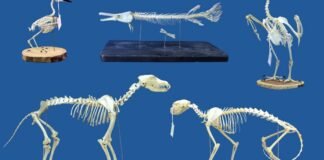 superworms-could-replace-beetles-for-cleaning-skeletal-remains