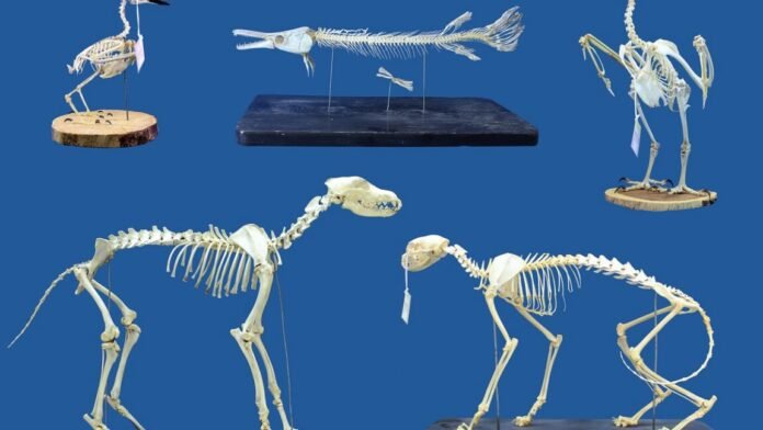 superworms-could-replace-beetles-for-cleaning-skeletal-remains superworms-could-replace-beetles-for-cleaning-skeletal-remains