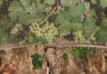 People are willing to pay more for climate-proof wine, study shows people-are-willing-to-pay-more-for-climate-proof-wine,-study-shows