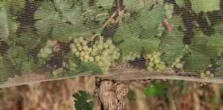 people-are-willing-to-pay-more-for-climate-proof-wine,-study-shows