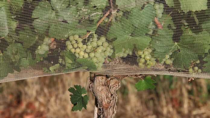 people-are-willing-to-pay-more-for-climate-proof-wine,-study-shows