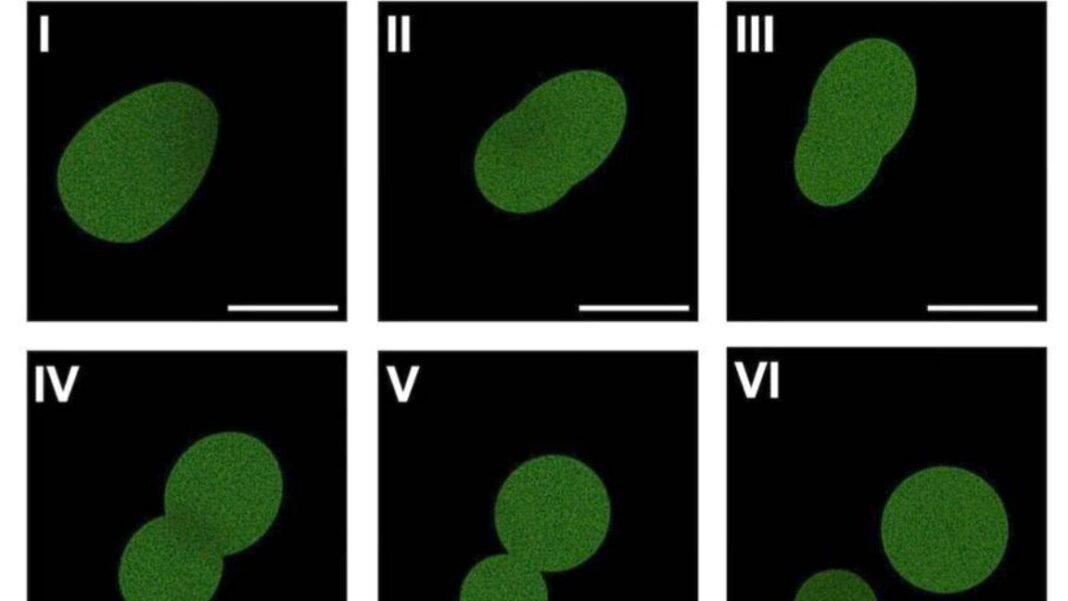 artificial-cell-manages-a-few-rounds-of-cell-division