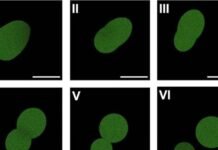artificial-cell-manages-a-few-rounds-of-cell-division
