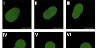 artificial-cell-manages-a-few-rounds-of-cell-division