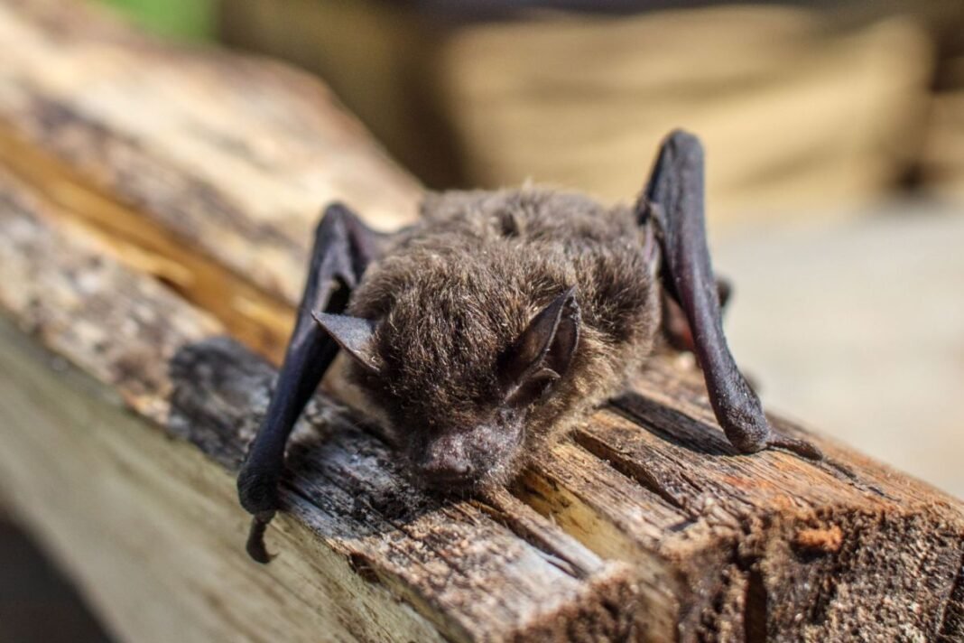 young-girl-bitten-by-rabid-bat-in-wisconsin