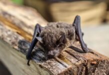 Young Girl Bitten by Rabid Bat in Wisconsin young-girl-bitten-by-rabid-bat-in-wisconsin